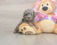 7 week old Poodle Puppy For Sale - Pilesgrove Pups