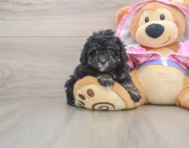 6 week old Poodle Puppy For Sale - Pilesgrove Pups