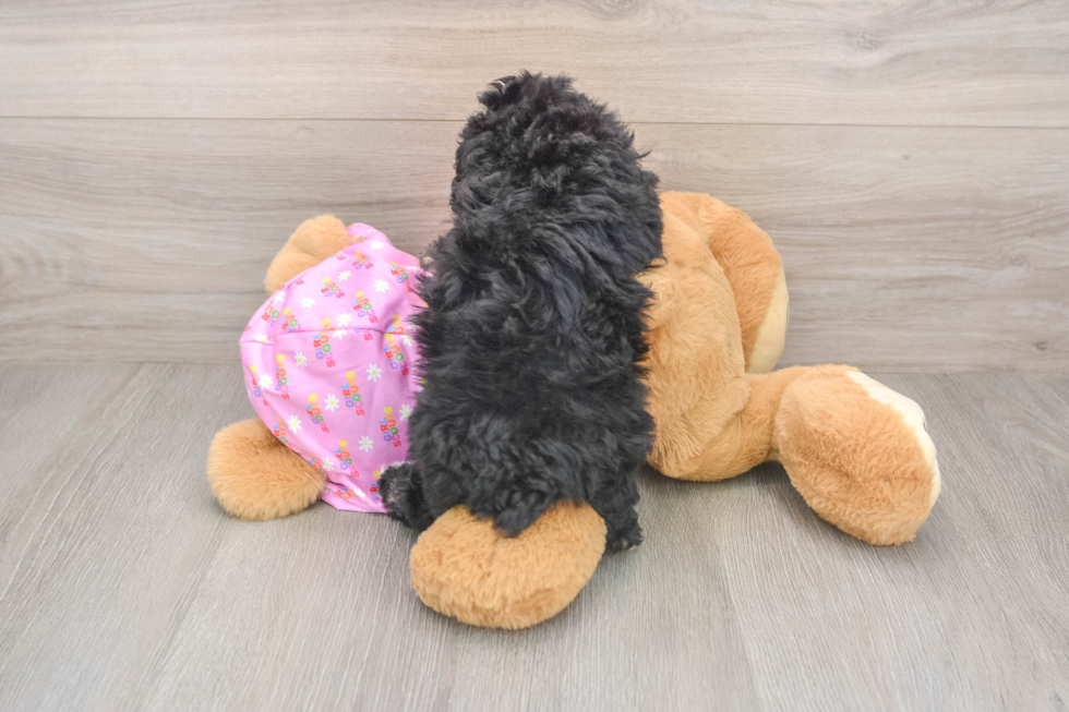 Poodle Puppy for Adoption