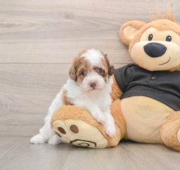 5 week old Poodle Puppy For Sale - Pilesgrove Pups