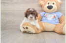 Little Poodle Purebred Pup
