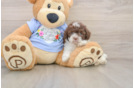 Sweet Toy Poodle Purebred Puppy