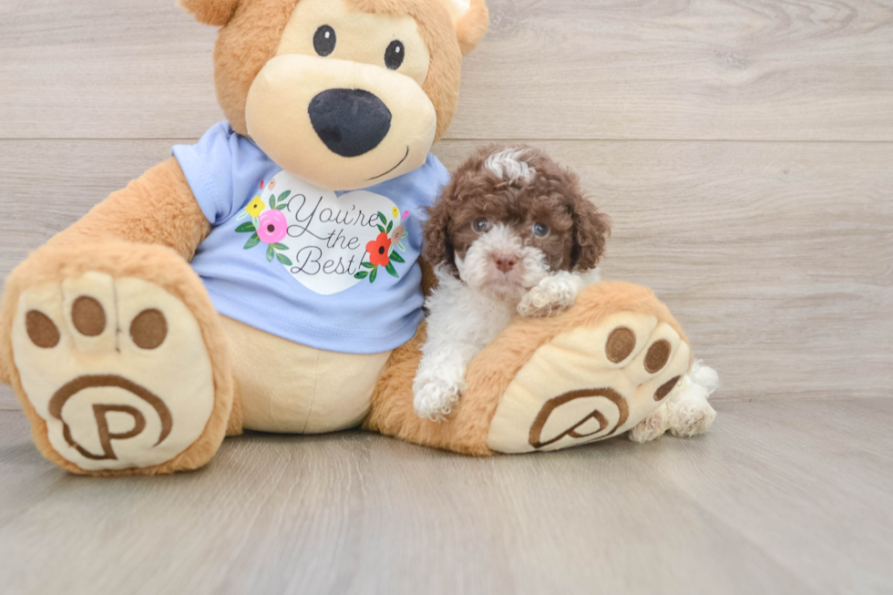 Sweet Toy Poodle Purebred Puppy