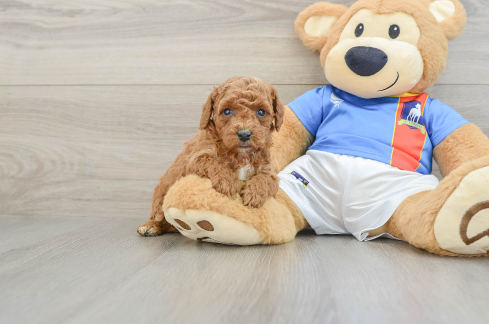 5 week old Poodle Puppy For Sale - Pilesgrove Pups