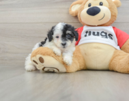6 week old Poodle Puppy For Sale - Pilesgrove Pups