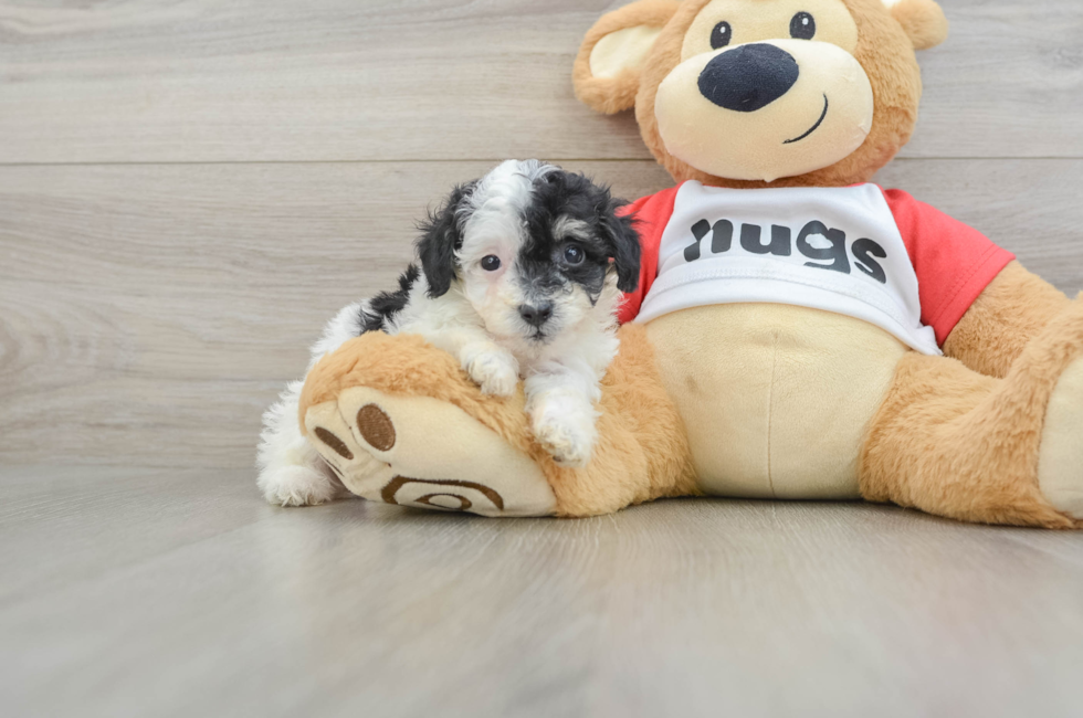 5 week old Poodle Puppy For Sale - Pilesgrove Pups