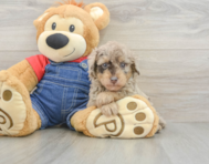 8 week old Poodle Puppy For Sale - Pilesgrove Pups