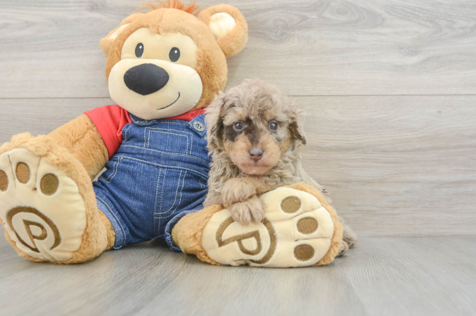 6 week old Poodle Puppy For Sale - Pilesgrove Pups