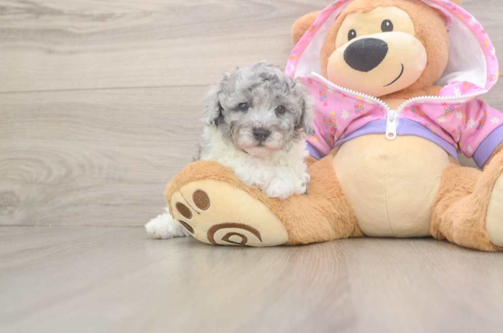 5 week old Poodle Puppy For Sale - Pilesgrove Pups