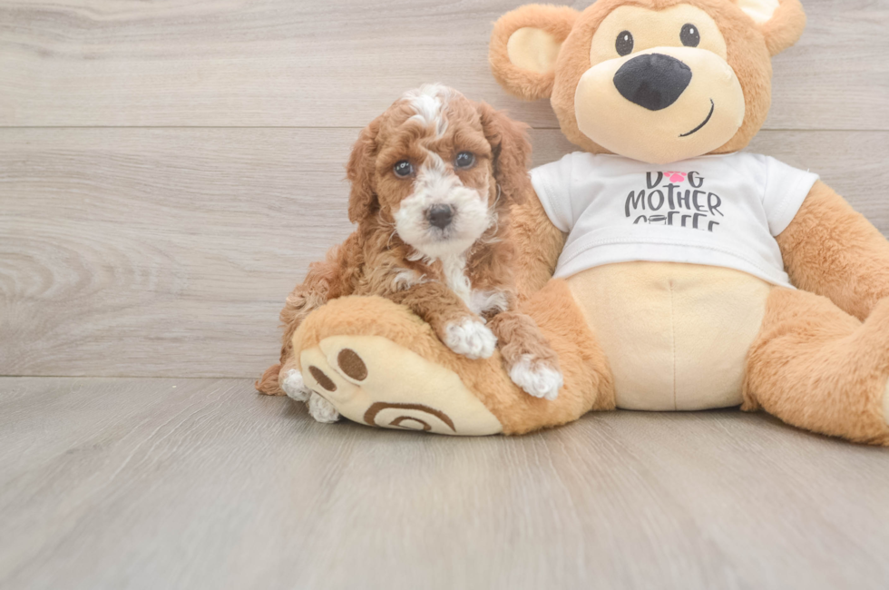 5 week old Poodle Puppy For Sale - Pilesgrove Pups