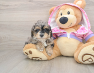 7 week old Poodle Puppy For Sale - Pilesgrove Pups