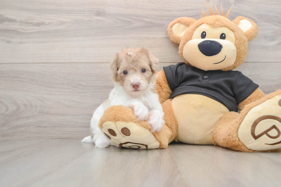 Funny Poodle Purebred Pup