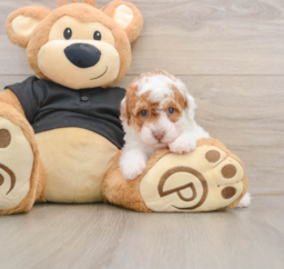 5 week old Poodle Puppy For Sale - Pilesgrove Pups