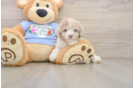 Little Poodle Purebred Pup