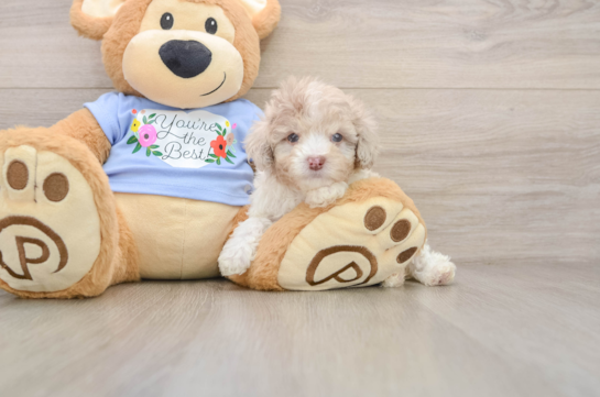 Little Poodle Purebred Pup