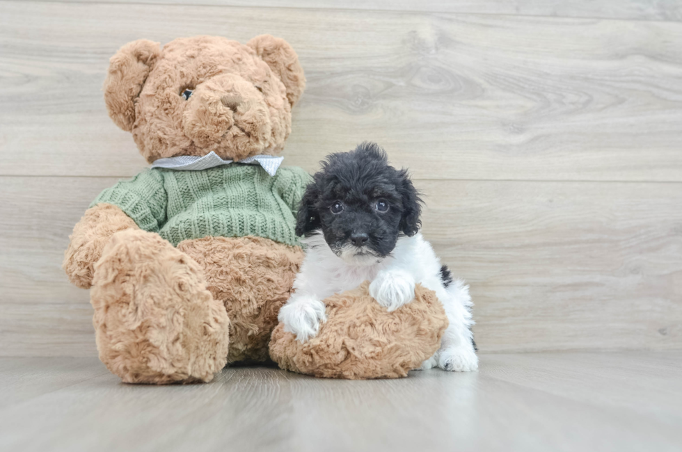 7 week old Poodle Puppy For Sale - Pilesgrove Pups