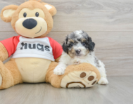 6 week old Poodle Puppy For Sale - Pilesgrove Pups