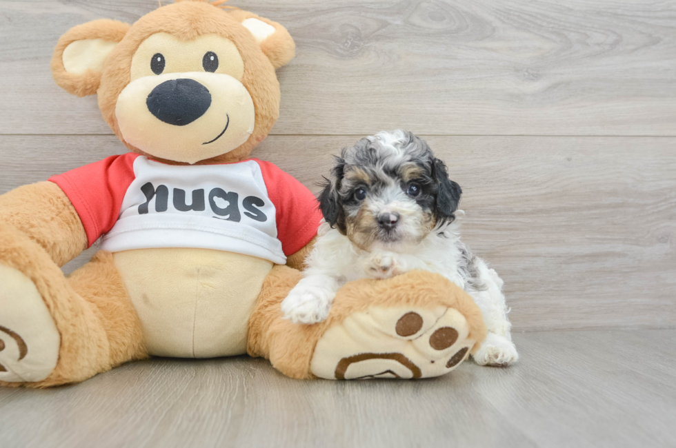 5 week old Poodle Puppy For Sale - Pilesgrove Pups