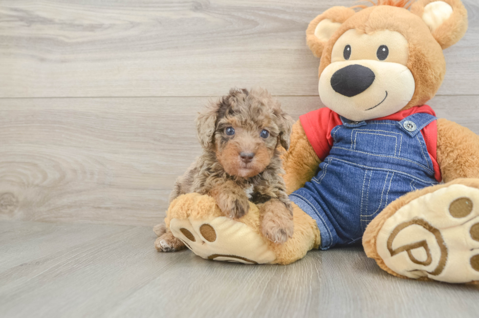 6 week old Poodle Puppy For Sale - Pilesgrove Pups