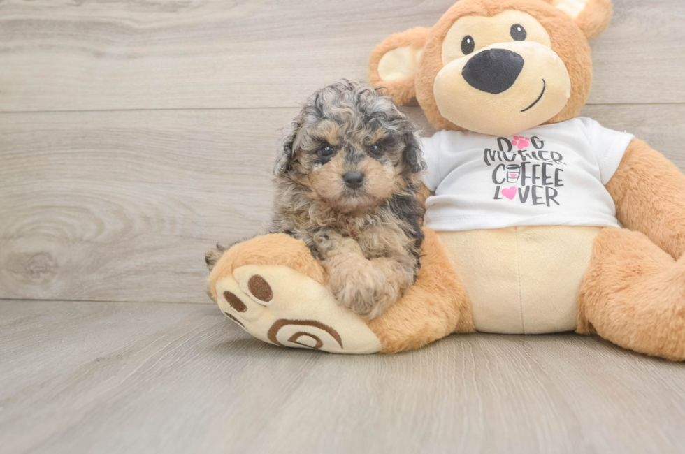 6 week old Poodle Puppy For Sale - Pilesgrove Pups