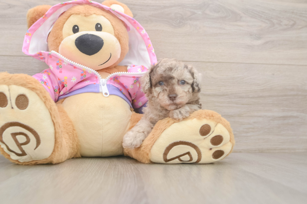 5 week old Poodle Puppy For Sale - Pilesgrove Pups