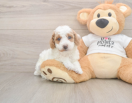 6 week old Poodle Puppy For Sale - Pilesgrove Pups