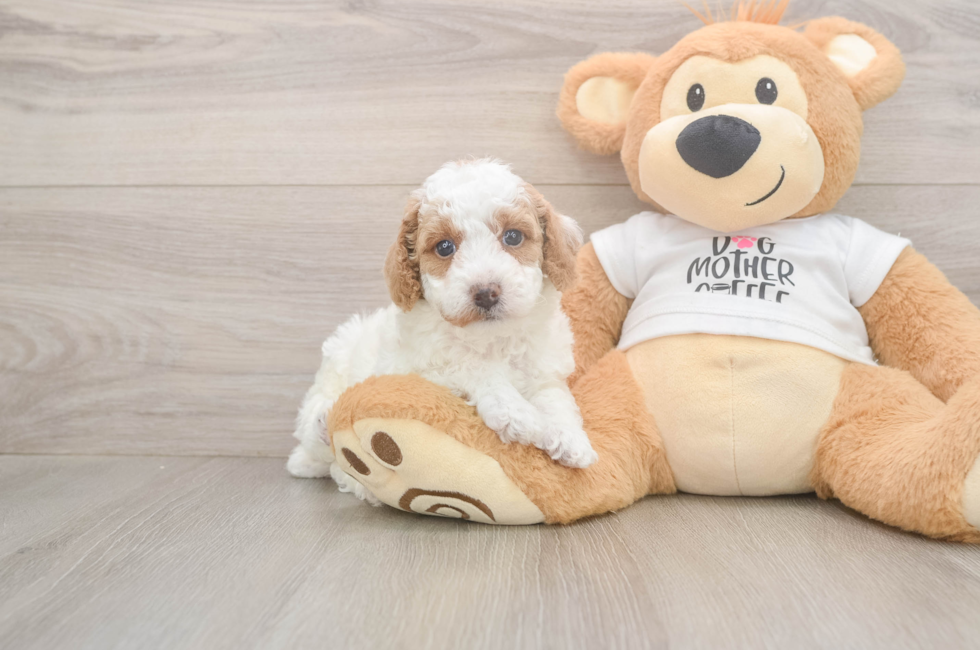 5 week old Poodle Puppy For Sale - Pilesgrove Pups