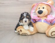 6 week old Poodle Puppy For Sale - Pilesgrove Pups