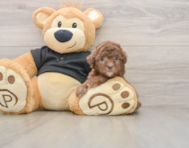 8 week old Poodle Puppy For Sale - Pilesgrove Pups