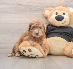 6 week old Poodle Puppy For Sale - Pilesgrove Pups