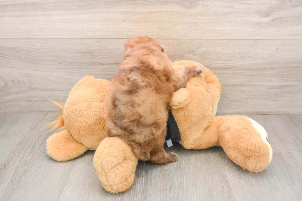 Best Poodle Baby