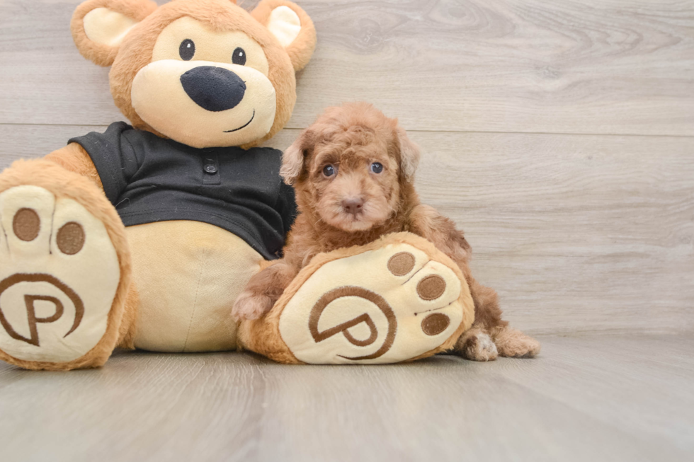 Playful Poodle Baby