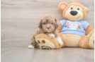 Friendly Poodle Purebred Pup