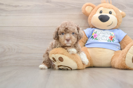 Friendly Poodle Purebred Pup