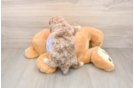 Popular Poodle Baby