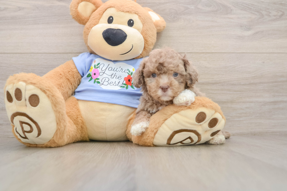 Popular Poodle Baby