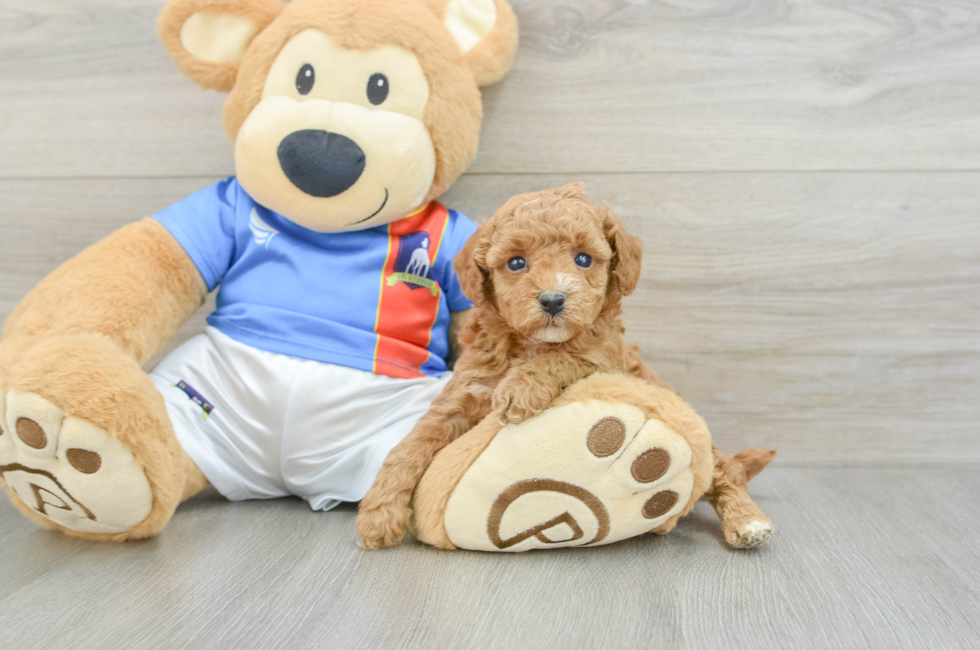 5 week old Poodle Puppy For Sale - Pilesgrove Pups