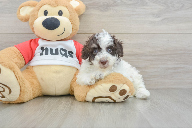 Poodle Pup Being Cute