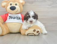 7 week old Poodle Puppy For Sale - Pilesgrove Pups