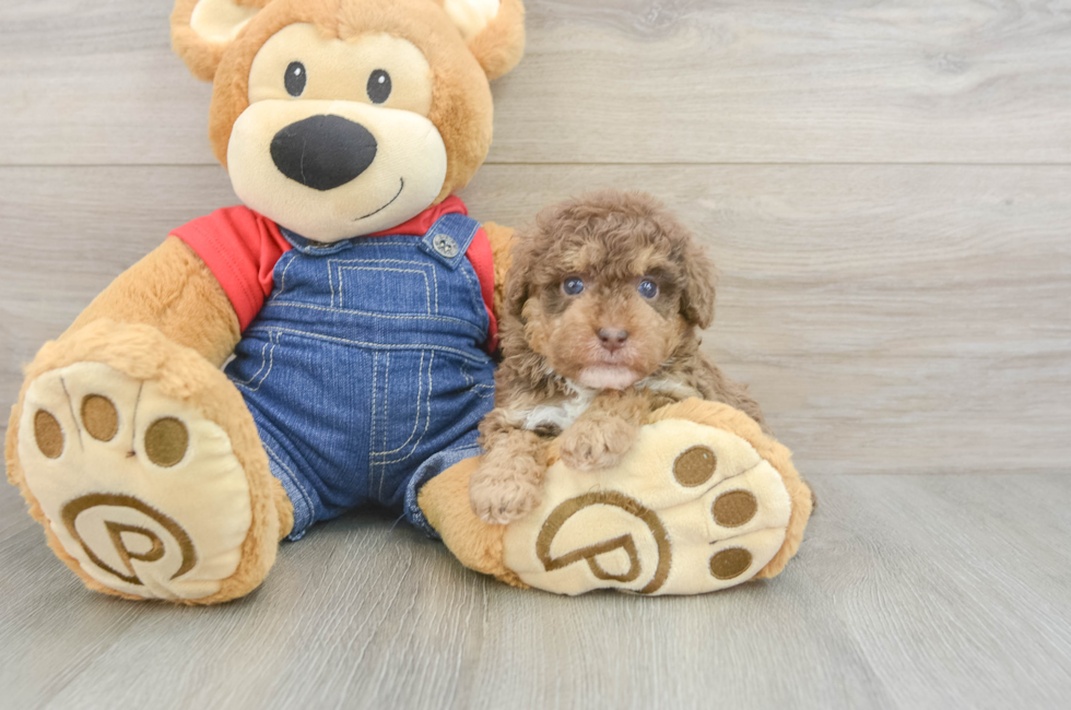5 week old Poodle Puppy For Sale - Pilesgrove Pups