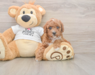 7 week old Poodle Puppy For Sale - Pilesgrove Pups