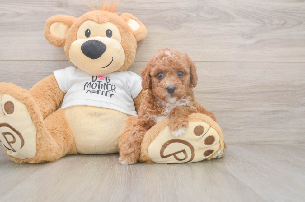 5 week old Poodle Puppy For Sale - Pilesgrove Pups
