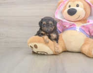 7 week old Poodle Puppy For Sale - Pilesgrove Pups