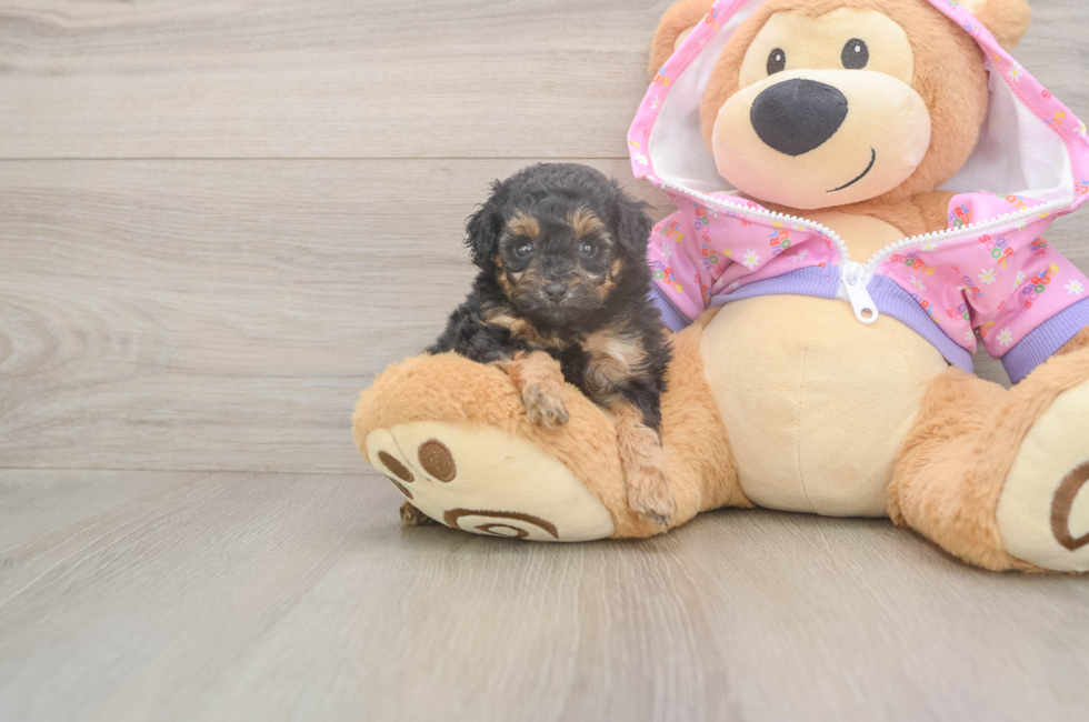 5 week old Poodle Puppy For Sale - Pilesgrove Pups