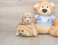 8 week old Poodle Puppy For Sale - Pilesgrove Pups