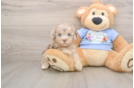 Popular Poodle Baby