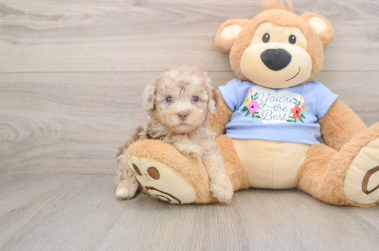 Popular Poodle Baby