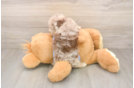 Hypoallergenic Poodle Purebred Pup
