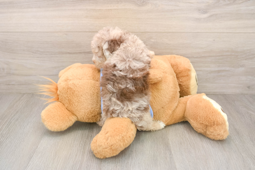 Hypoallergenic Poodle Purebred Pup