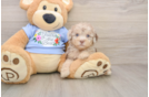 Poodle Puppy for Adoption